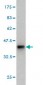 SEC22L1 Antibody (monoclonal) (M01)